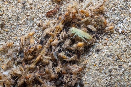 Aquatische Makroinvertebraten Zoobenthos