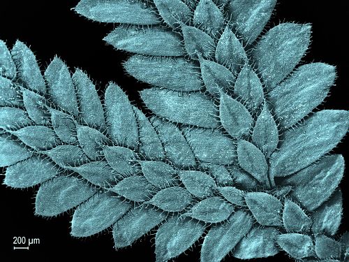 Seven new species of Selaginella subg