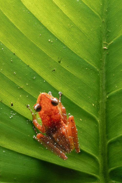 Nyctixalus pictus - Gefleckter Katzenaugenfrosch