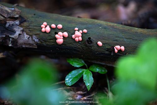 Lycogala epidendrum – Blutmilchpilz