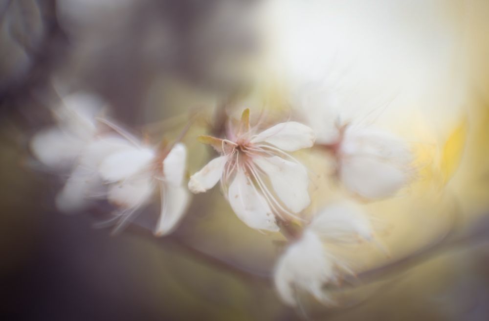 First Blush