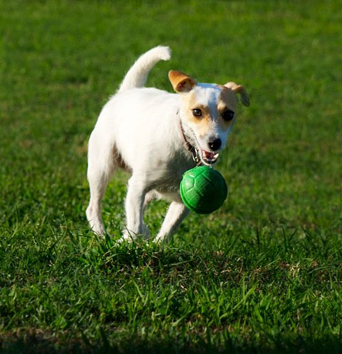 Pet Photography