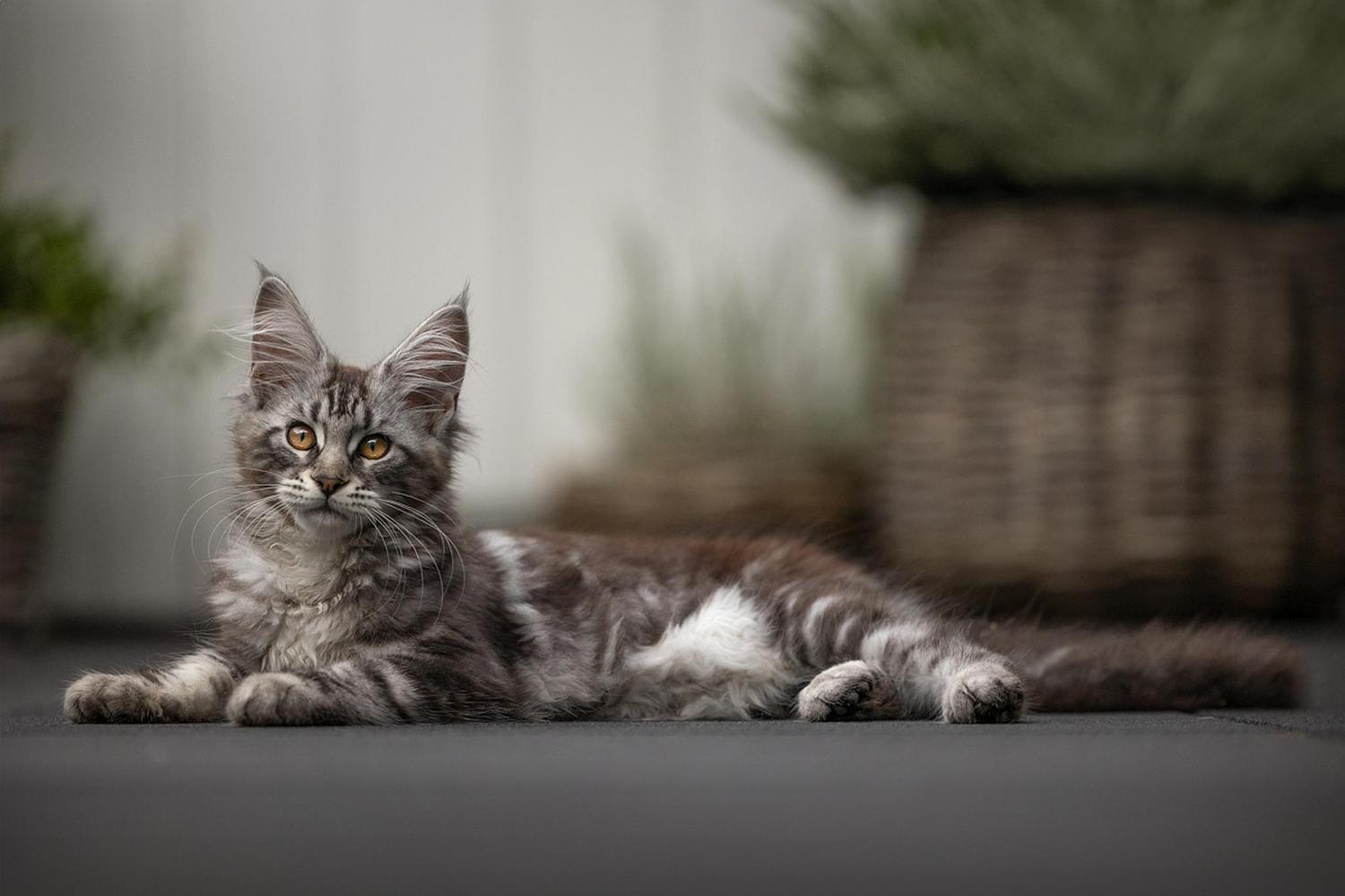 NLS Dierenfotografie