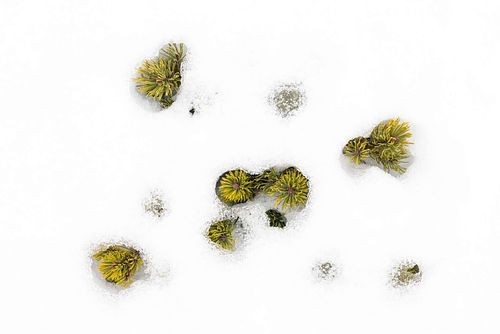 Pinus mugo - Dwarf mountain pine