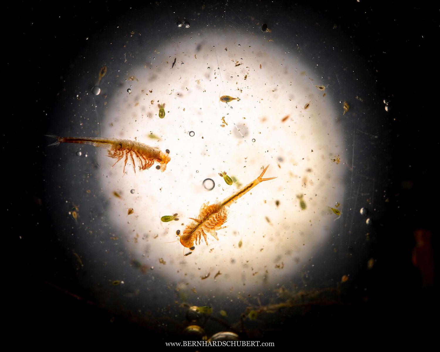 Eubranchipus grubii - Spring fairy shrimp
