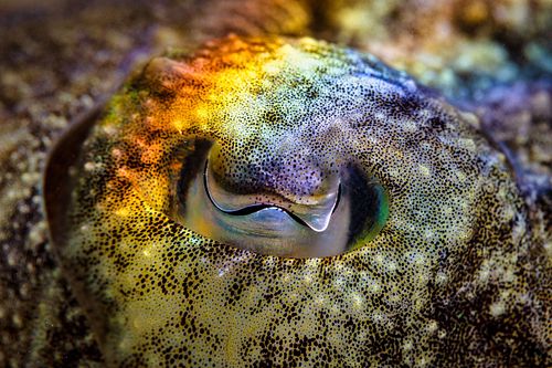 Sepia officinalis - Common cuttlefish