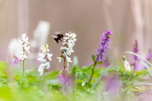 Bombus sp. - Earth bumblebee