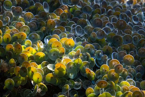 Acetabularia acetabulum - Mermaid's Wineglass