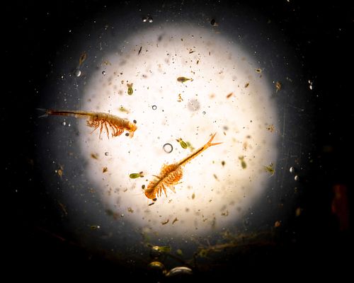 Eubranchipus grubii - Spring fairy shrimp
