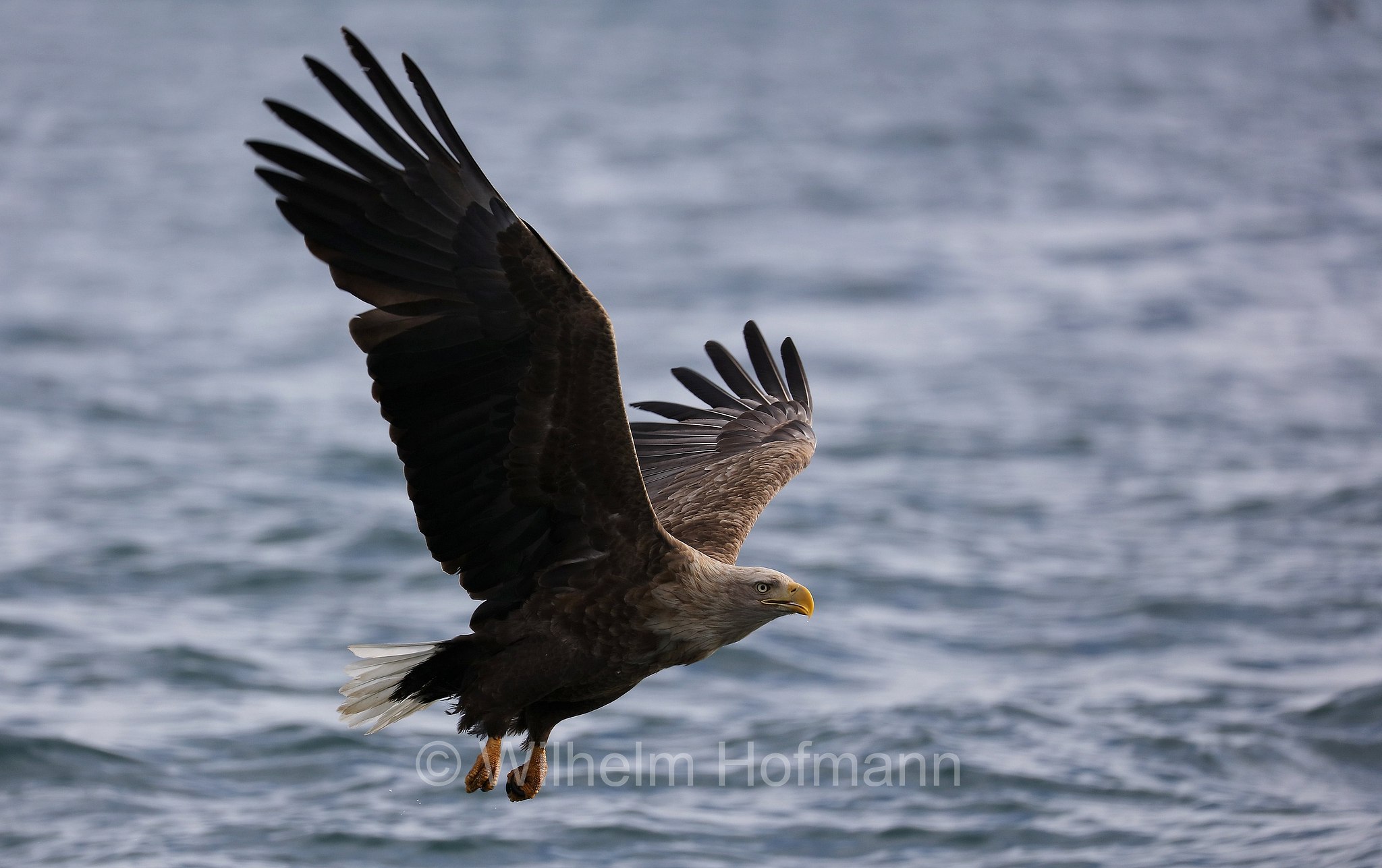 white-tailed eagle, white-tailed sea-eagle, ern, erne, gray sea eagle, Eurasian sea eagle, Seeadler, aquila di mare, aquila di mare codabianca, Rausu, penisola di Shiretoko, Shiretoko Peninsula, Shiretoko-Halbinsel, Hokkaidō, Hokkaido, Japan, Giappone