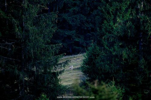 Canis lupus lupus - Eurasischer Wolf