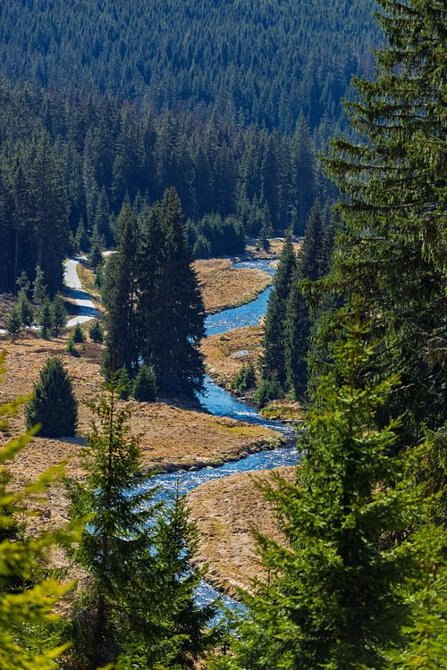 Cours d'eau au milieu des arbres.