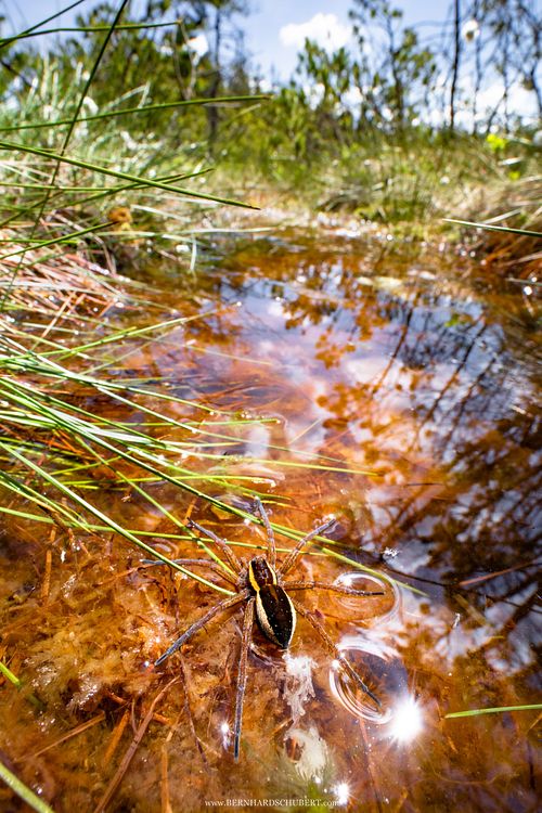 Dolomedes sp. - Uferspinne