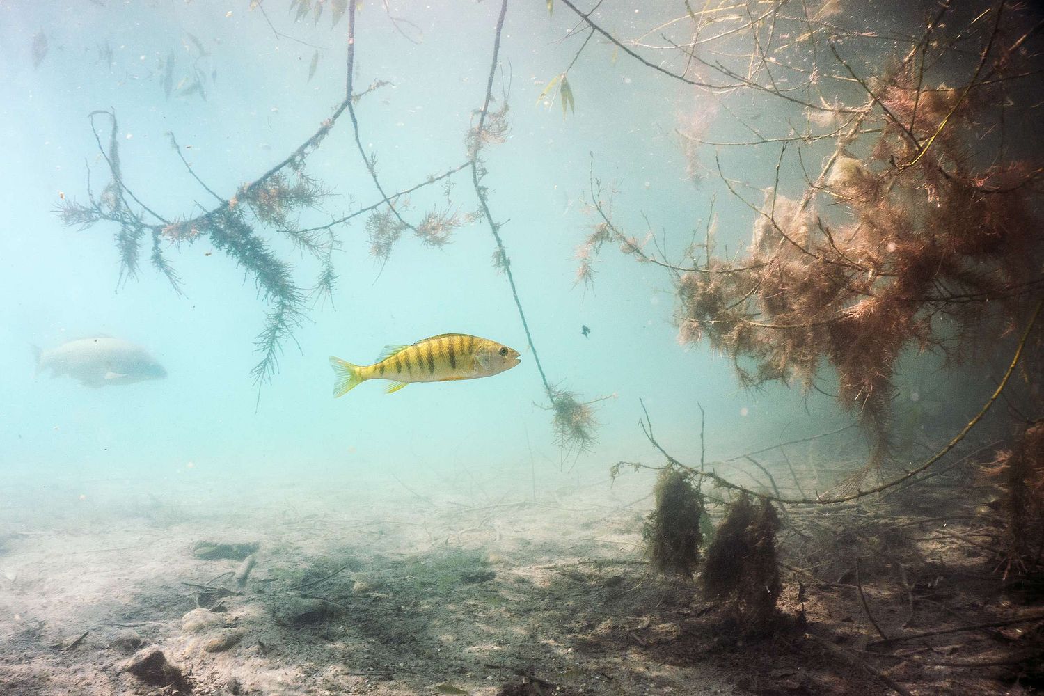 Perca fluviatilis - European perch