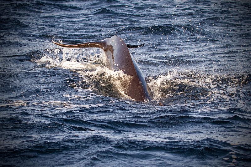 Nærkontakt med marint sjøliv.