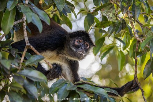 Ateles geoffroyi - Geoffroy's spider monkey