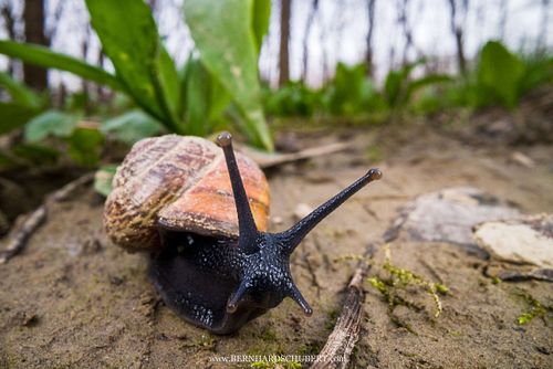 Arianta arbustorum - Copse snail