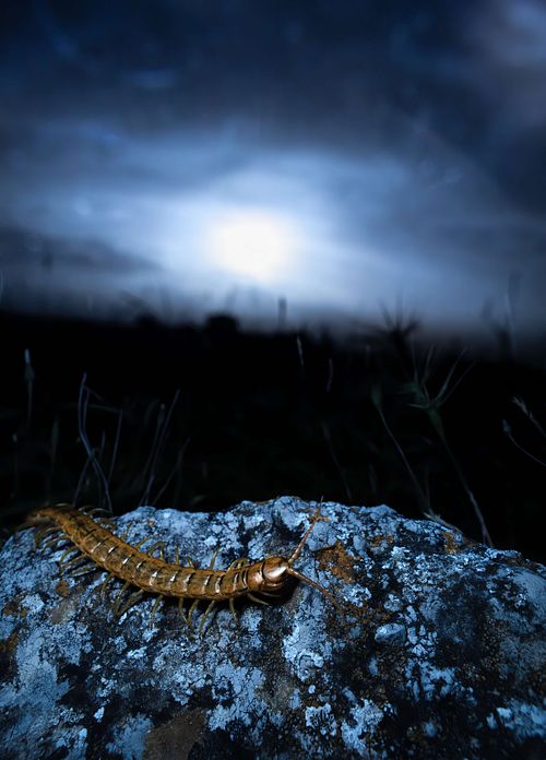 Scolopendra cingulata - Megarian banded centipede