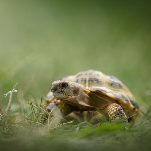 Alle dieren zijn welkom!
