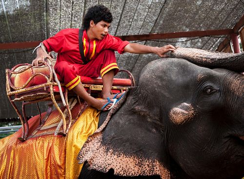 Mahout on Elephant. Thailand.