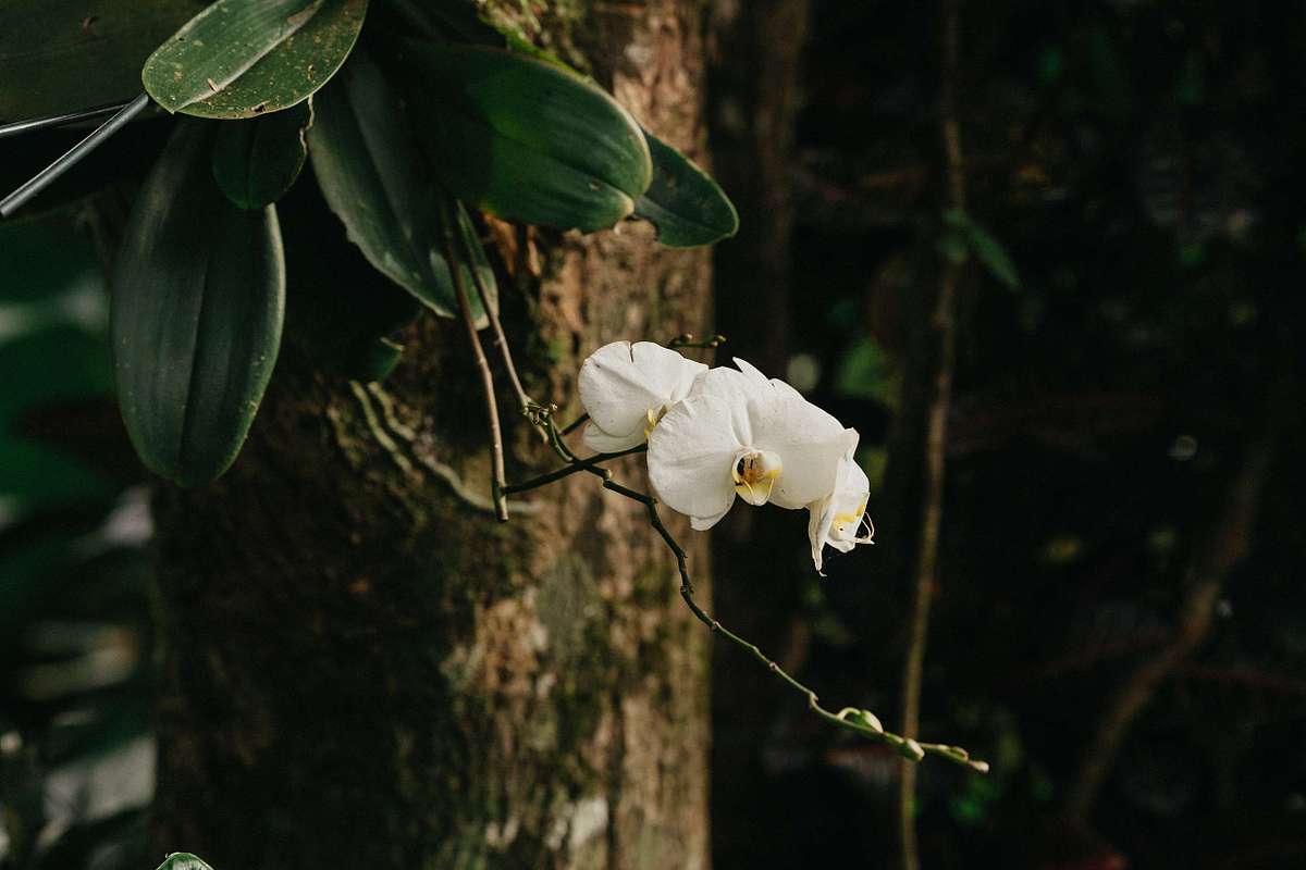 Photographer capturing engagement at Nayara Springs Costa Rica