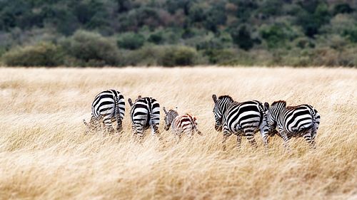 Zebra Famly Walking in Grasslands of Kenya
