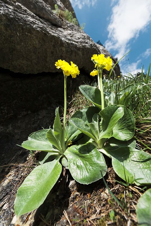 Kapelle Wilder Geschinen