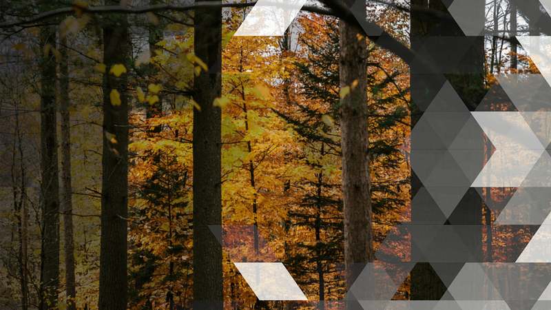 PART 1: If A Tree Falls In The Forest… Philosophy Of Sound For Live Engineers & Techs