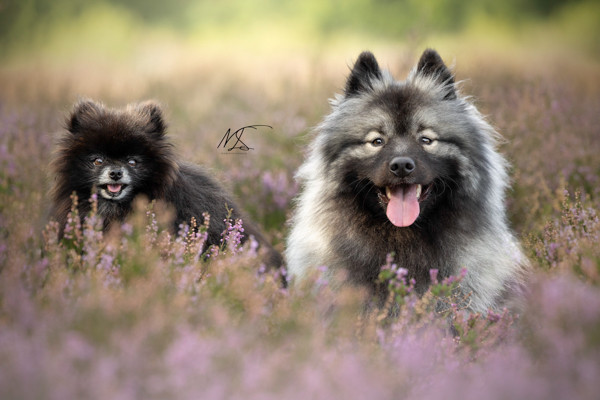 Keeshondjes in de heide
