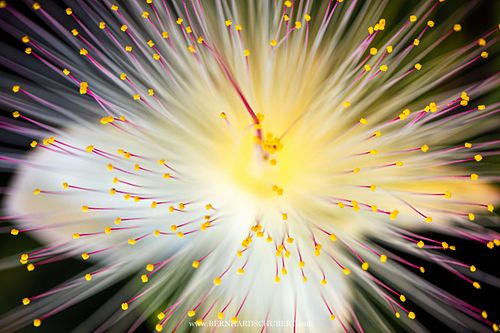 Barringtonia asiatica - Fischgiftbaum