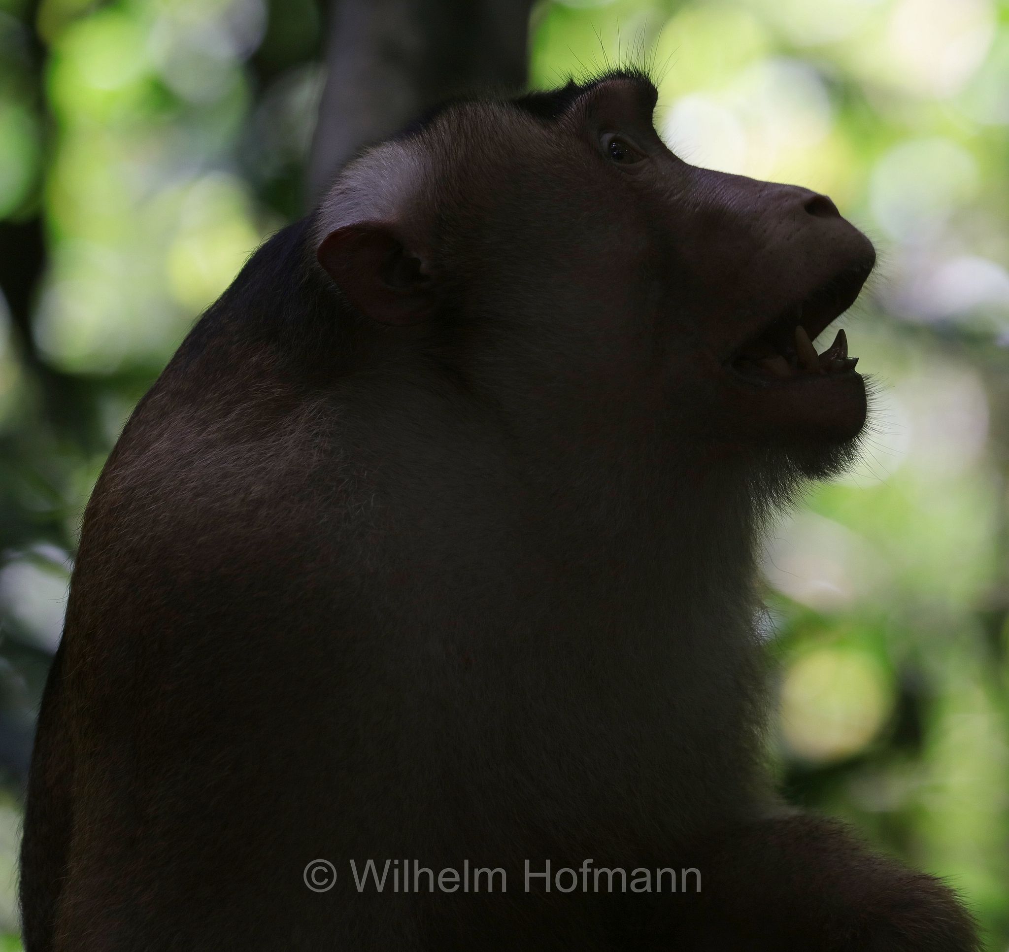 southern pig-tailed macaque, Sundaland pig-tailed macaque, Sunda pig-tailed macaque, Südlicher Schweinsaffe, macaco nemestrino, macaco coda di porco, Macaca nemestrina, Gunung Leuser National Park, Nationalpark Gunung Leuser, parco nazionale di Gunung Leuser, Bukit Lawang, Sumatra, Indonesia, Indonesien