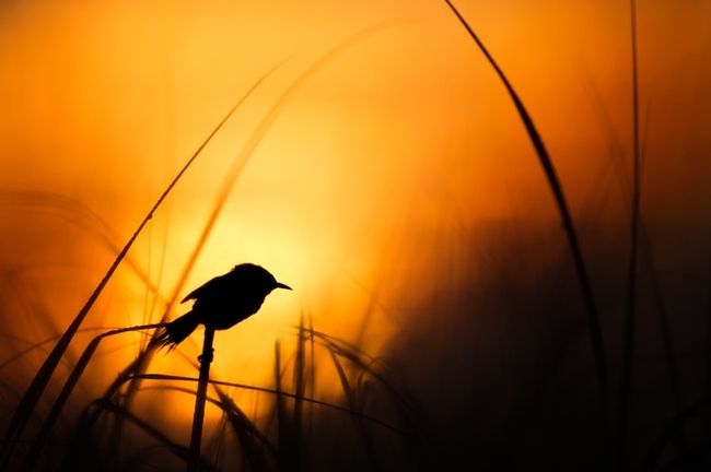 Fotografie zur Goldenen Stunde