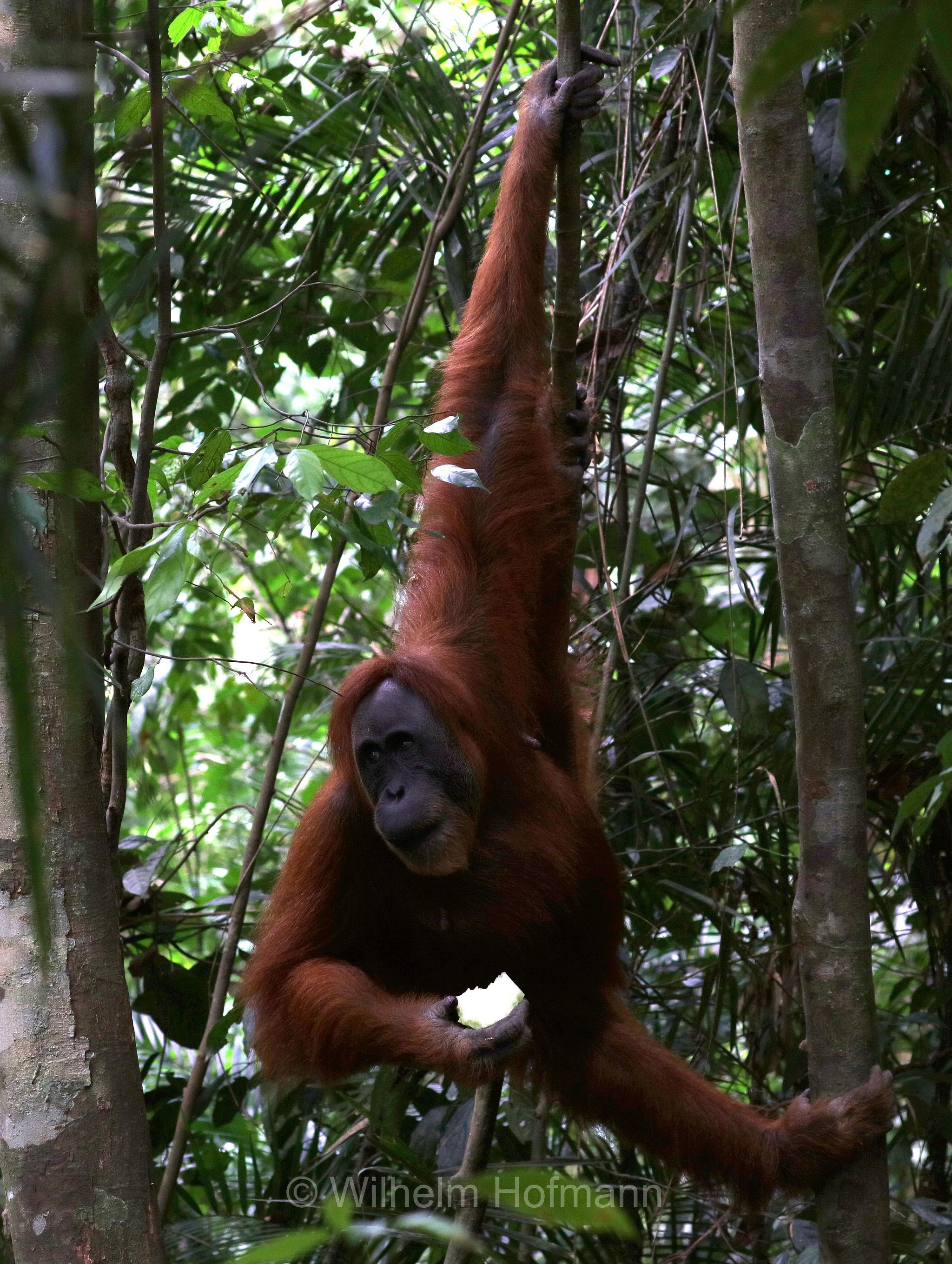 Sumatran orangutan, Sumatra-Orang-Utan, orango di Sumatra, Pongo abelii, Gunung Leuser National Park, Nationalpark Gunung Leuser, parco nazionale di Gunung Leuser, Bukit Lawang, Sumatra, Indonesia, Indonesien