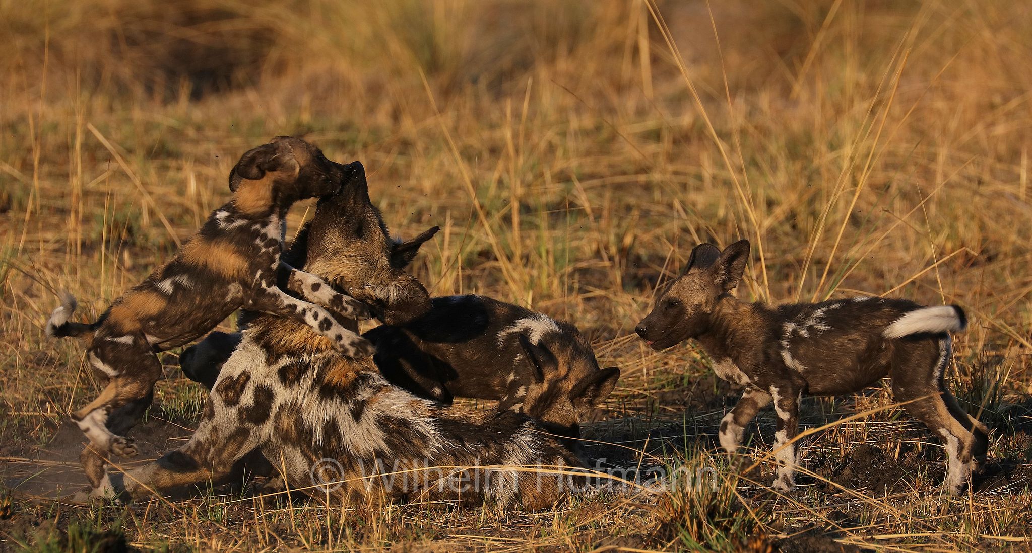 African wild dog, painted dog, Cape hunting dog, Afrikanischer Wildhund, licaone, cane selvatico africano, Lycaon pictus, Moremi Game Reserve, Moremi-Wildreservat, Okavango Delta, Okavango Grassland, Botswana, Republik Botsuana