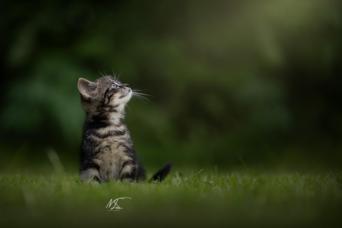 Cyperse kitten, zit in het gras, kijkt naar rechterbovenhoek naar het licht