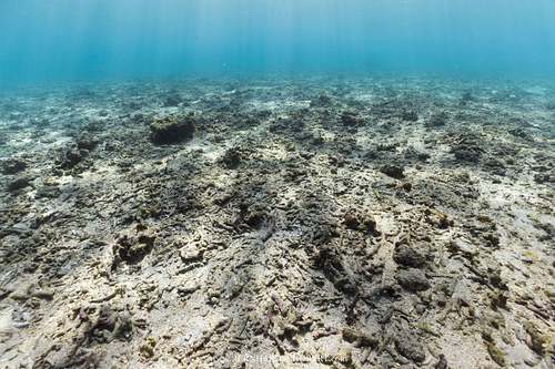 Dead reef