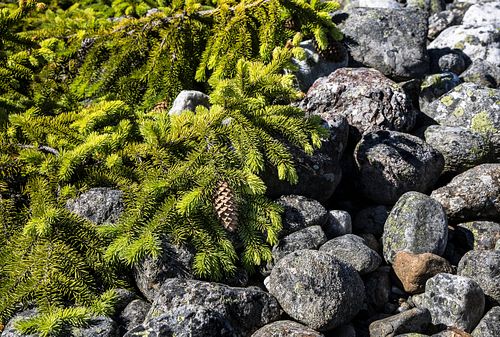 Im Nationalpark Jomfruland