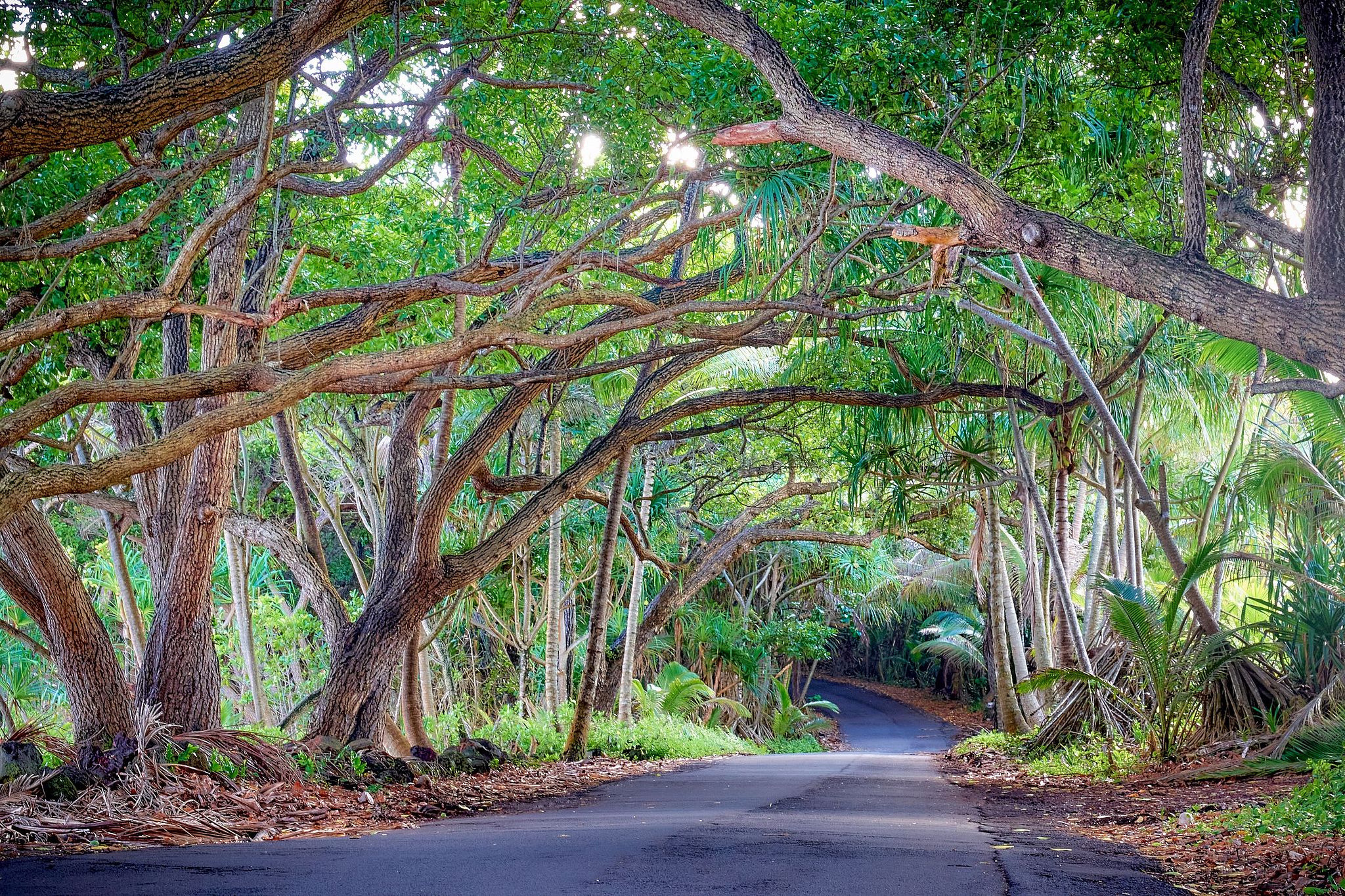 Red Road Tree Tunnel - Ka'u, Hawaii