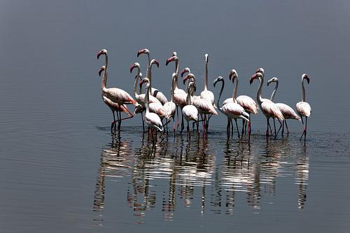 Flamands roses au Kenya