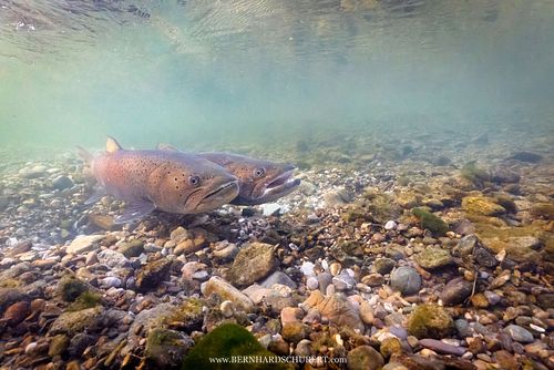 Hucho hucho - Huchen Danube salmon