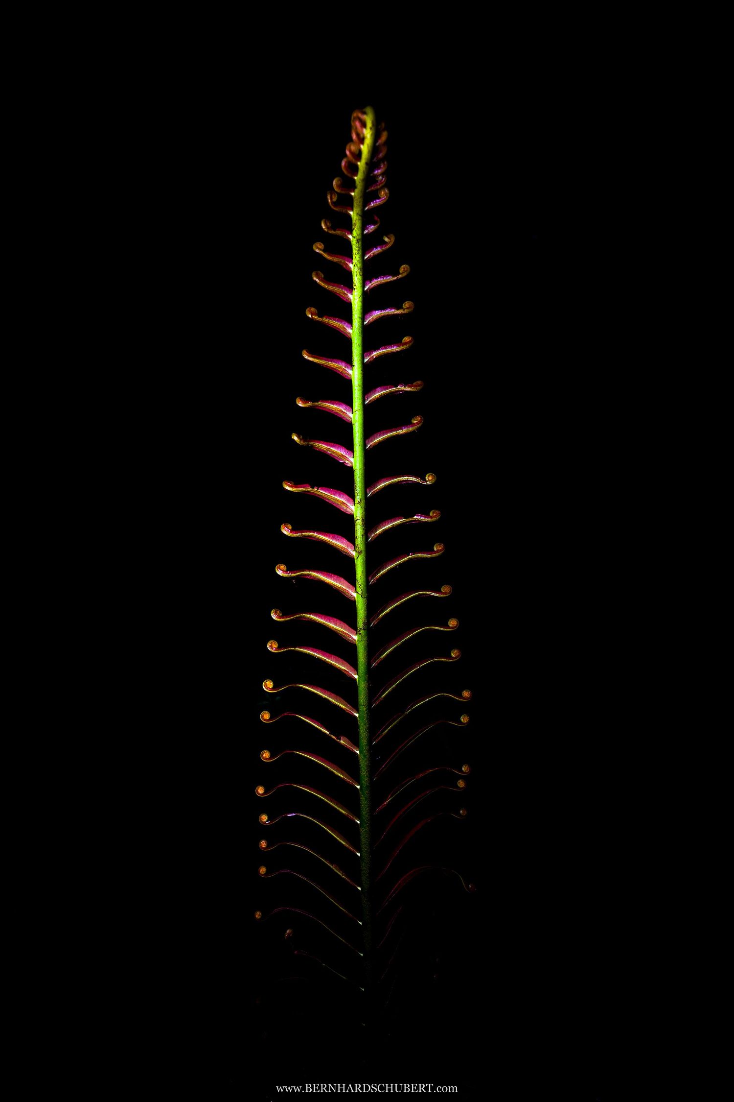 Blechnum orientale - Hard fern