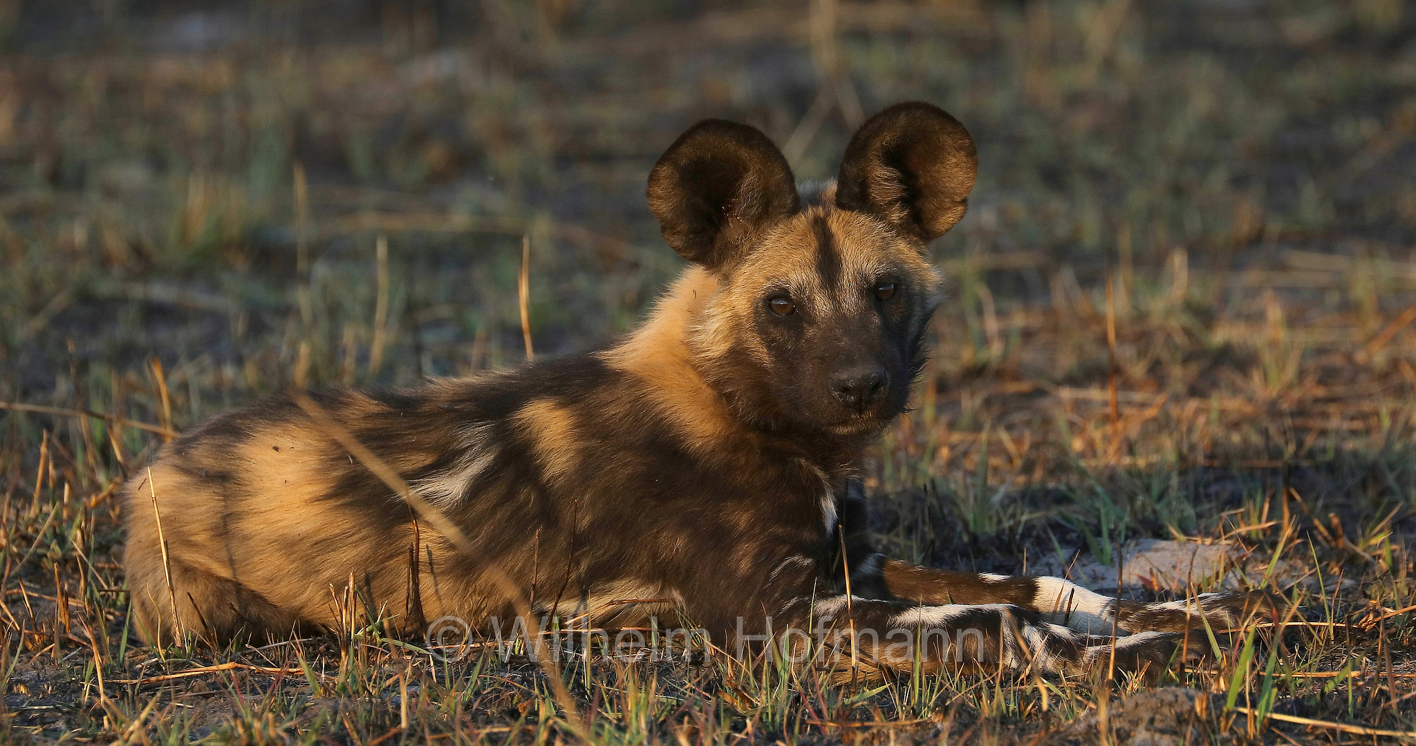 African wild dog, painted dog, Cape hunting dog, Afrikanischer Wildhund, licaone, cane selvatico africano, Lycaon pictus, Moremi Game Reserve, Moremi-Wildreservat, Okavango Delta, Okavango Grassland, Botswana, Republik Botsuana