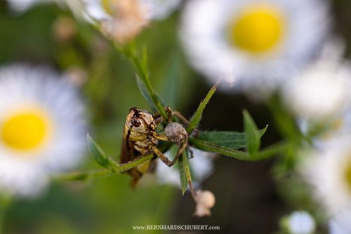 Entomophaga grylli Befall