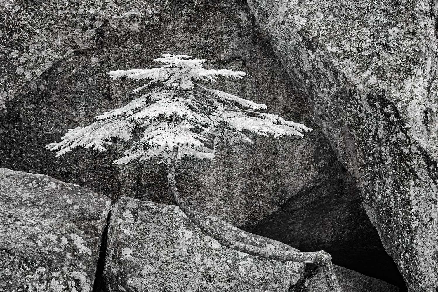 Infrared Black and White
