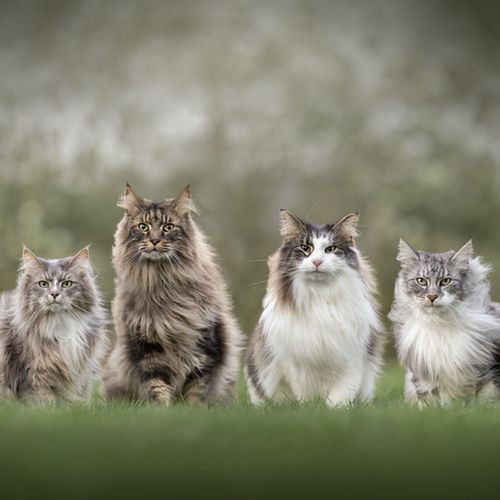 Alle dieren zijn welkom!