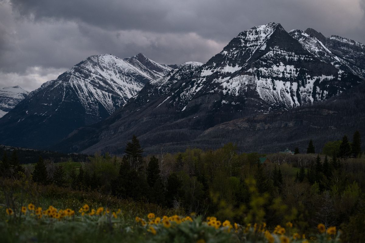 Mountains and Wildflowers of Waterton Lakes National Park