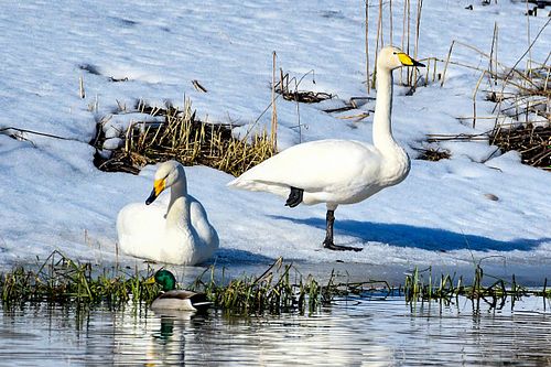 #luiged#linnud#galerii