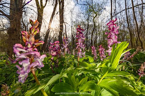 Corydalis cava – Hohler Lerchensporn
