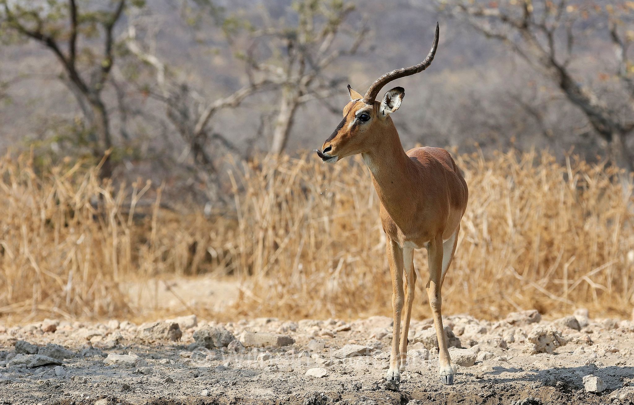 black-faced impala, Schwarznasenimpala, impala dalla faccia nera, Aepyceros melampus petersi, Etosha-Nationalpark, Etosha National Park, parco nazionale d'Etosha, Namibia