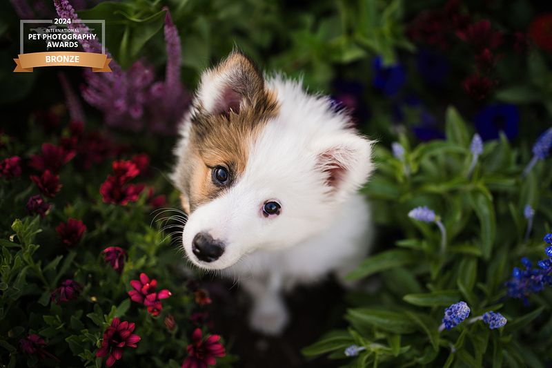 Let's Bark About It: Awards